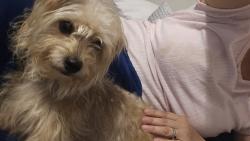 Found/Stray Male Dog last seen Tacos de la west, San Antonio, TX 78213