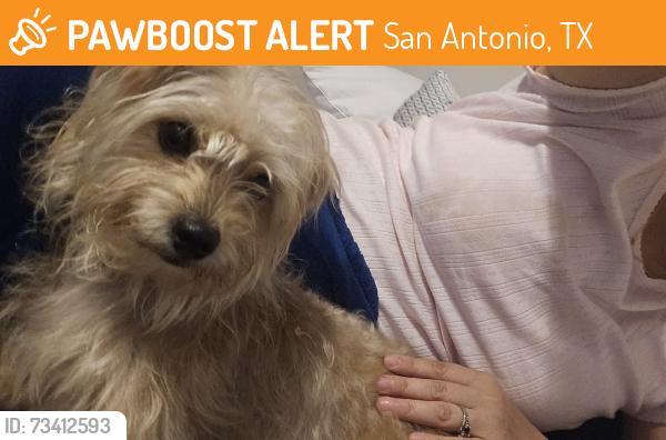 Found/Stray Male Dog last seen Tacos de la west, San Antonio, TX 78213