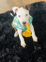 Reunited Male Dog last seen 39th street, Kansas City, MO 64109