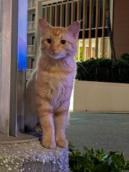 Found/Stray Unknown Cat last seen Loco Gecko, Myrtle Beach, SC 29577