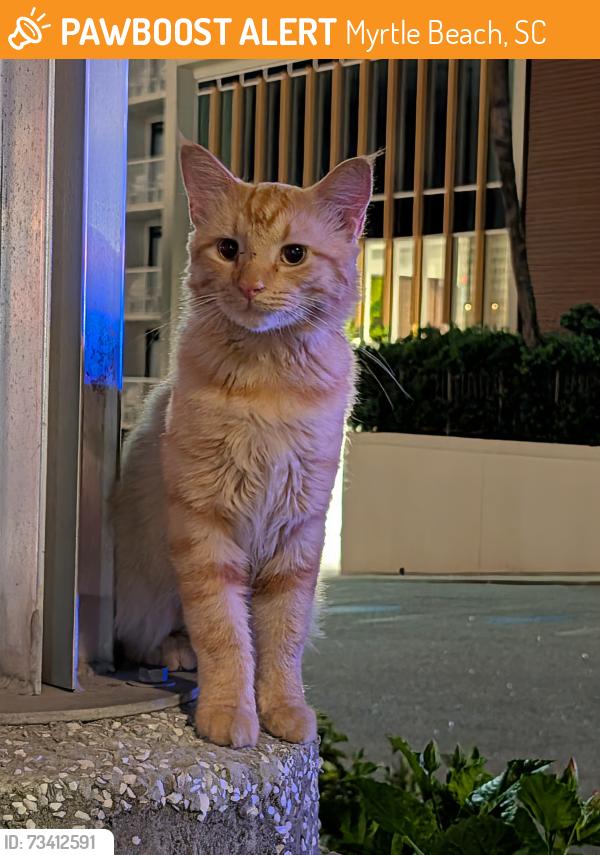 Found/Stray Unknown Cat last seen Loco Gecko, Myrtle Beach, SC 29577