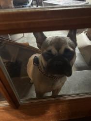 Reunited Male Dog last seen Finegrove, Hacienda Heights, CA 91745