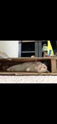 Lost Male Cat last seen Mount Spokane high school in the meet area, Mead, WA 99021