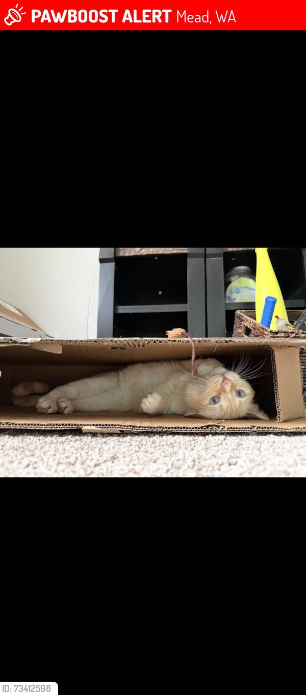 Lost Male Cat last seen Mount Spokane high school in the meet area, Mead, WA 99021