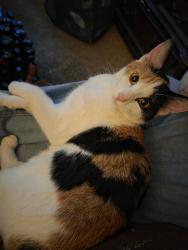 Lost Female Cat last seen Iliff & Dunkirk, Aurora, CO 80013