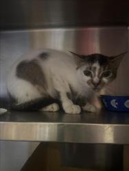 Shelter Stray Female Cat last seen , 1850 W 60th St, Los Angeles, CA 90047, USA