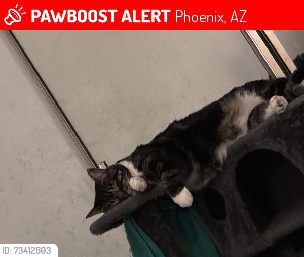 Lost Female Cat last seen Near S 48th Place, Phoenix, AZ 85044