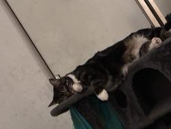 Lost Female Cat last seen Near S 48th Place, Phoenix, AZ 85044