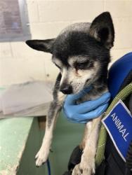 Shelter Stray Male Dog last seen HARRIS AVE & TALENT ST, 2127 Front St, Sacramento, CA 95818, USA