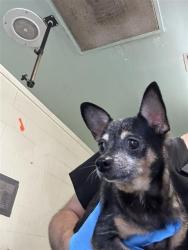 Shelter Stray Female Dog last seen ALTOS AVE & HAWTHORNE ST, 2127 Front St, Sacramento, CA 95818, USA