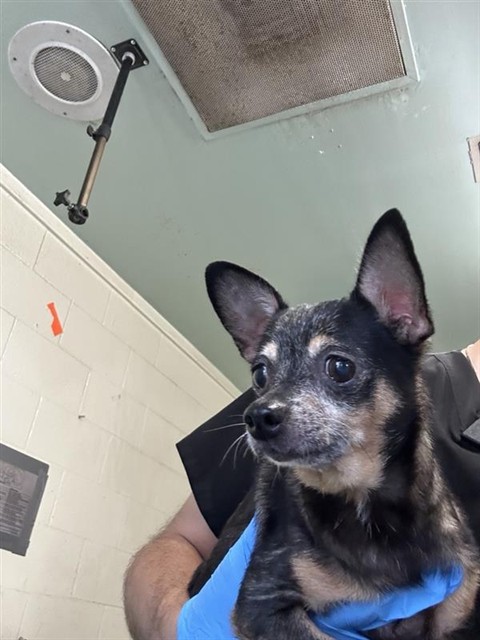 Shelter Stray Female Dog last seen ALTOS AVE & HAWTHORNE ST, 2127 Front St, Sacramento, CA 95818, USA