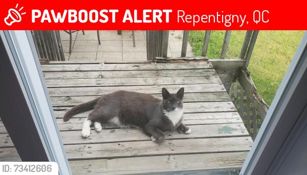 Lost Male Cat last seen Rue deguire, Repentigny, Repentigny, QC 