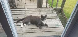 Lost Male Cat last seen Rue deguire, Repentigny, Repentigny, QC 