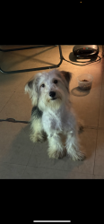 Reunited Female Dog last seen Near riverside drive and pickering st, Wilkes-Barre, PA 18702
