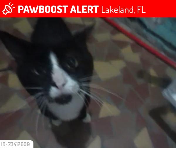 Lost Male Cat last seen 12th St, Lakeland, FL 33805