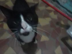 Lost Male Cat last seen 12th St, Lakeland, FL 33805
