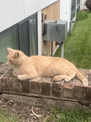 Found/Stray Male Cat last seen Valmont Towers at Faunce St. and Roosevelt Blvd, Philadelphia, PA 19111