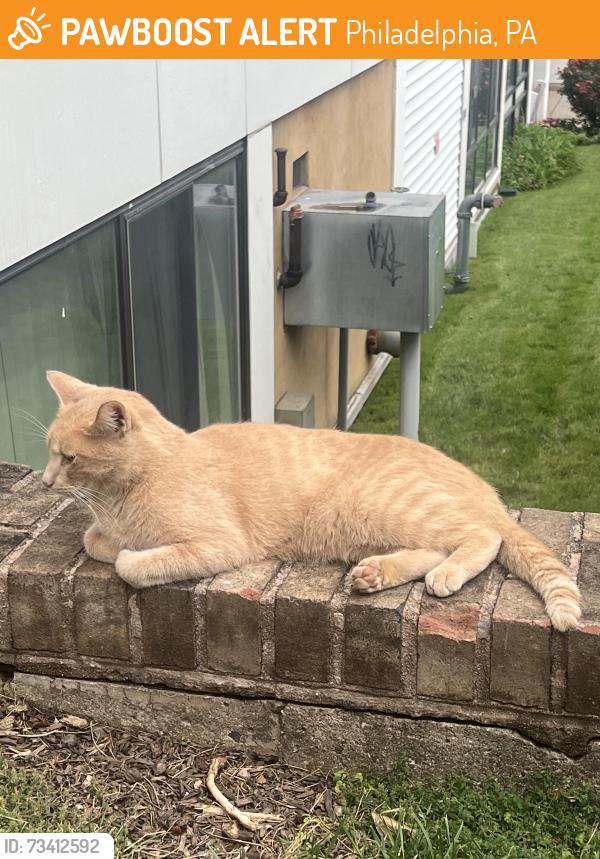 Found/Stray Male Cat last seen Valmont Towers at Faunce St. and Roosevelt Blvd, Philadelphia, PA 19111