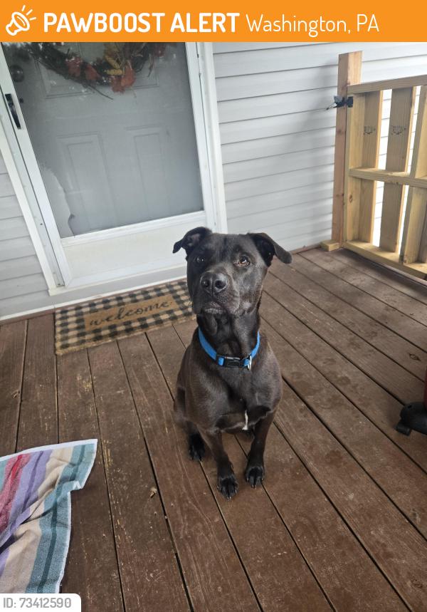 Found/Stray Male Dog last seen Off of rt 844 Canton twp, Washington, PA 15301