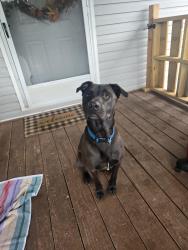 Found/Stray Male Dog last seen Off of rt 844 Canton twp, Washington, PA 15301