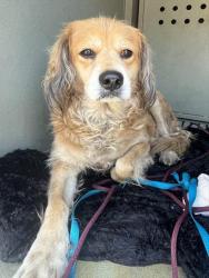 Shelter Stray Male Dog last seen , 4275 Elton St, Baldwin Park, CA 91706, USA