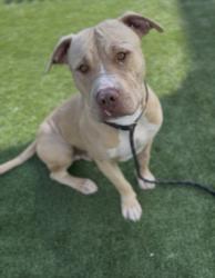 Shelter Stray Male Dog last seen , 3201 Lacy St, Los Angeles, CA 90031, USA
