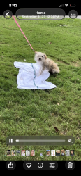 Lost Female Dog last seen Choyce ave, Charlotte, NC 28217
