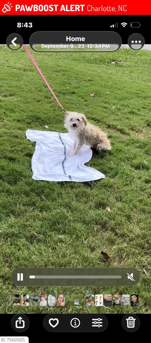 Lost Female Dog last seen Choyce ave, Charlotte, NC 28217