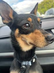 Reunited Male Dog last seen Near Arborwood apt D, Columbus OH 43229, Columbus, OH 43229