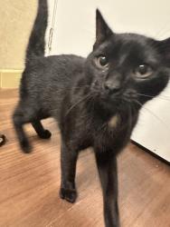 Found/Stray Male Cat last seen Perkins Farm Marketplace, Worcester, MA 01604