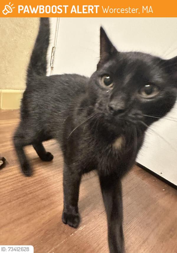 Found/Stray Male Cat last seen Perkins Farm Marketplace, Worcester, MA 01604
