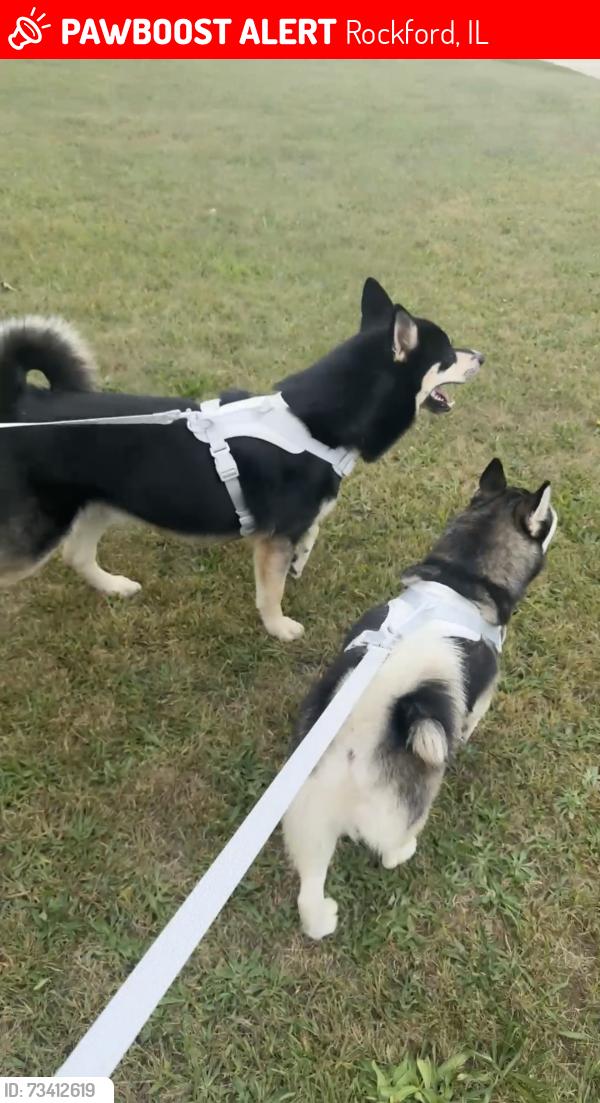 Lost Male Dog last seen Escuela vecindarios, Rockford, IL 61108