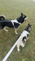 Lost Male Dog last seen Escuela vecindarios, Rockford, IL 61108