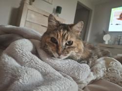 Lost Female Cat last seen Citrus, Goodyear, AZ 85338