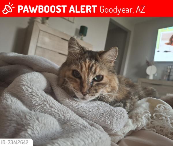 Lost Female Cat last seen Citrus, Goodyear, AZ 85338