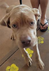 Shelter Stray Male Dog last seen , 14409 Vanowen St, Van Nuys, CA 91405, USA