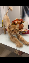 Reunited Male Cat last seen Palm st, Hesperia, CA 92340