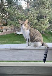 Lost Male Cat last seen 79th st, Countryside cndmniums, Niwot, CO 80503