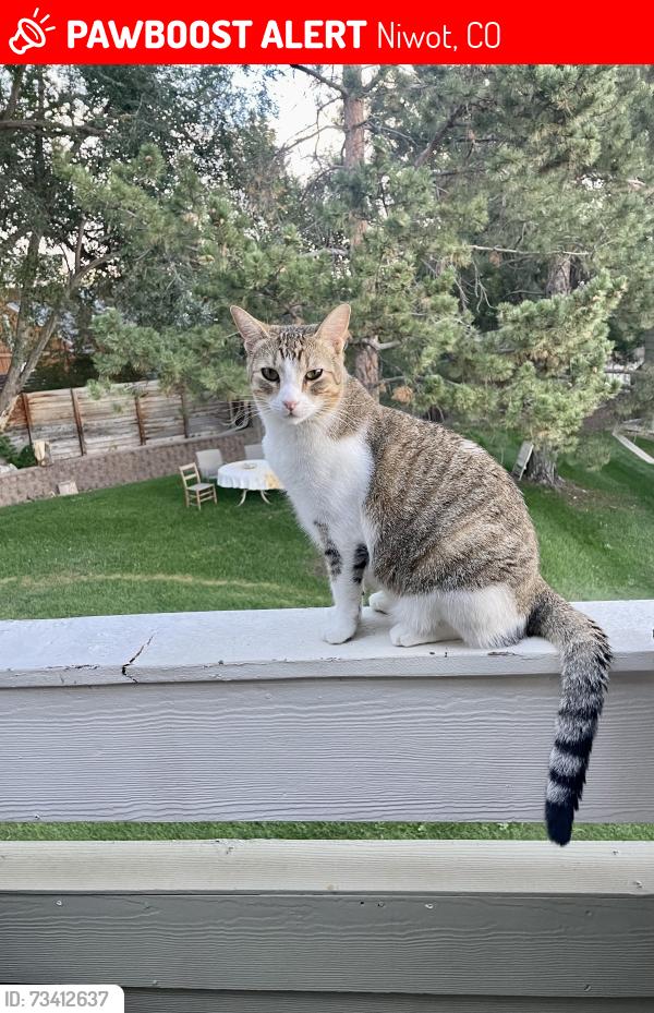 Lost Male Cat last seen 79th st, Countryside cndmniums, Niwot, CO 80503