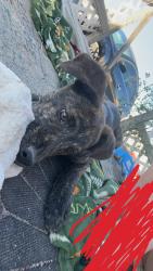 Lost Male Dog last seen Golder, Odessa, TX 79764