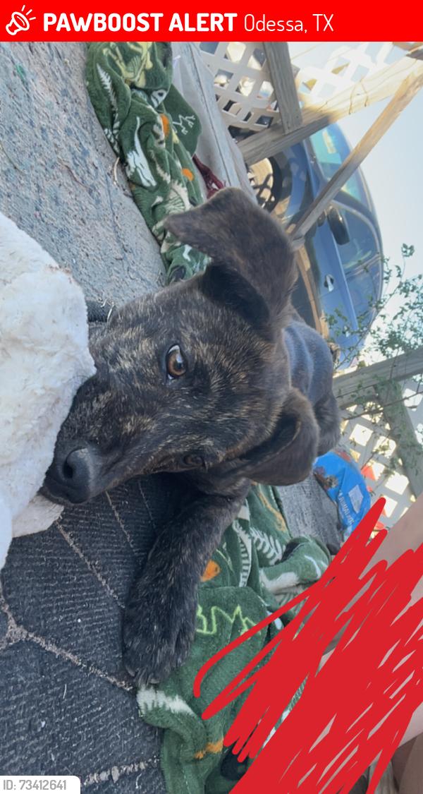 Lost Male Dog last seen Golder, Odessa, TX 79764