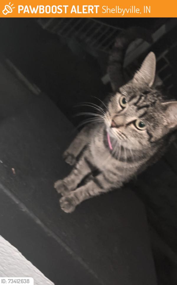Found/Stray Female Cat last seen Near West Taylor street, colscott, and South West street., Shelbyville, IN 46176