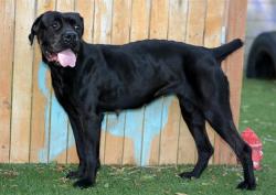 Shelter Stray Female Dog last seen Near BLOCK S CONTOY CIR, TAYLORSVILLE UT 84123, 4522 W 3500 S, West Valley City, UT 84120, USA