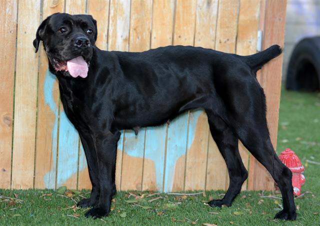 Shelter Stray Female Dog last seen Near BLOCK S CONTOY CIR, TAYLORSVILLE UT 84123, 4522 W 3500 S, West Valley City, UT 84120, USA