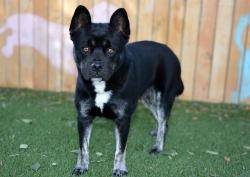 Shelter Stray Male Dog last seen Near BLOCK W TRINITY AVE, WEST VALLEY CITY UT 84120, 4522 W 3500 S, West Valley City, UT 84120, USA