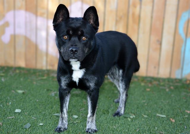 Shelter Stray Male Dog last seen Near BLOCK W TRINITY AVE, WEST VALLEY CITY UT 84120, 4522 W 3500 S, West Valley City, UT 84120, USA