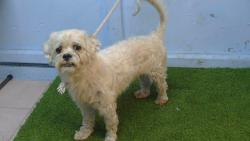 Shelter Stray Male Dog last seen , 216 W Victoria St, Gardena, CA 90248, USA