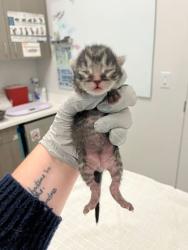 Shelter Stray Male Cat last seen Blue Ridge Blvd, 64138, 64138, MO, 7077 Elmwood Ave, Kansas City, MO 64132, USA