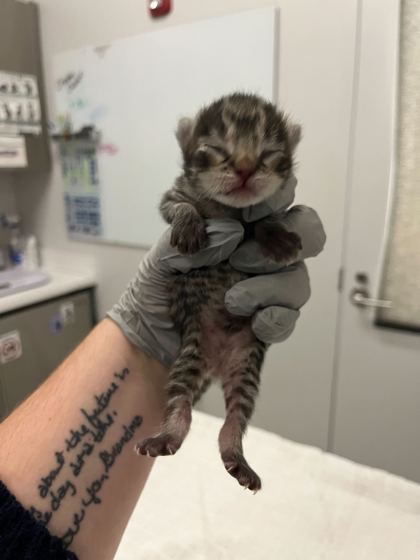 Shelter Stray Male Cat last seen Blue Ridge Blvd, 64138, 64138, MO, 7077 Elmwood Ave, Kansas City, MO 64132, USA