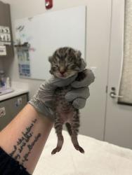 Shelter Stray Female Cat last seen Blue Ridge Blvd, 64138, 64138, MO, 7077 Elmwood Ave, Kansas City, MO 64132, USA